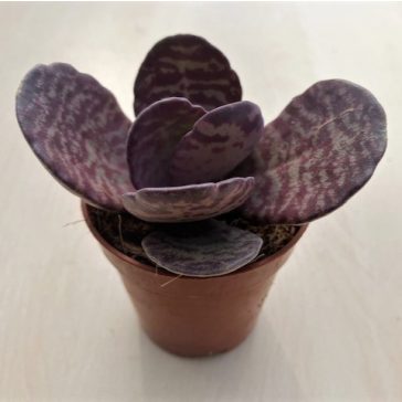 Kalanchoe humilis