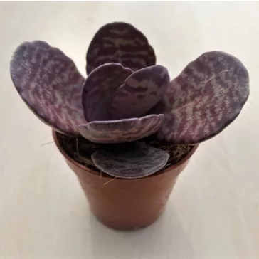 Kalanchoe humilis