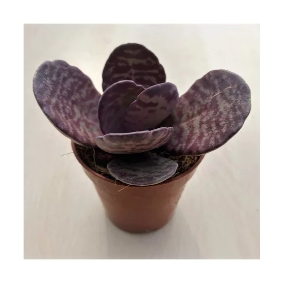 Kalanchoe humilis Kalanchoe humilis