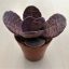Kalanchoe humilis