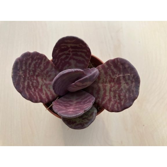 Kalanchoe humilis