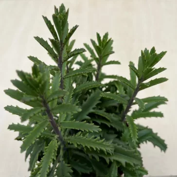 Kalanchoe laciniata – csipkézett levelű korallvirág