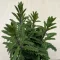 Kalanchoe laciniata – csipkézett levelű korallvirág