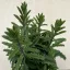 Kalanchoe laciniata – csipkézett levelű korallvirág