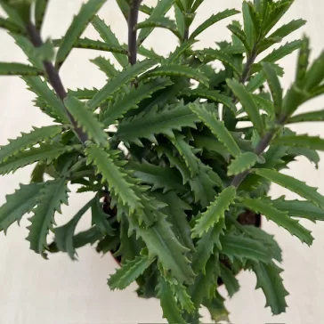 Kalanchoe laciniata – csipkézett levelű korallvirág