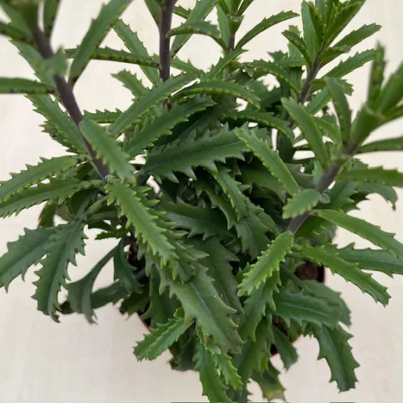 Kalanchoe laciniata – csipkézett levelű korallvirág