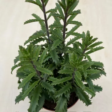 Kalanchoe laciniata – csipkézett levelű korallvirág