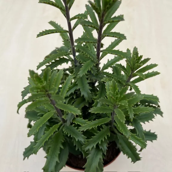 Kalanchoe laciniata – csipkézett levelű korallvirág