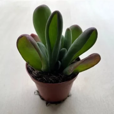 Kalanchoe luciae 'Oricula'