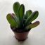 Kalanchoe luciae 'Oricula'