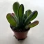 Kalanchoe luciae 'Oricula'