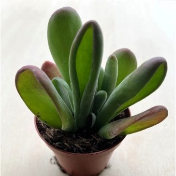 Kalanchoe luciae 'Oricula'