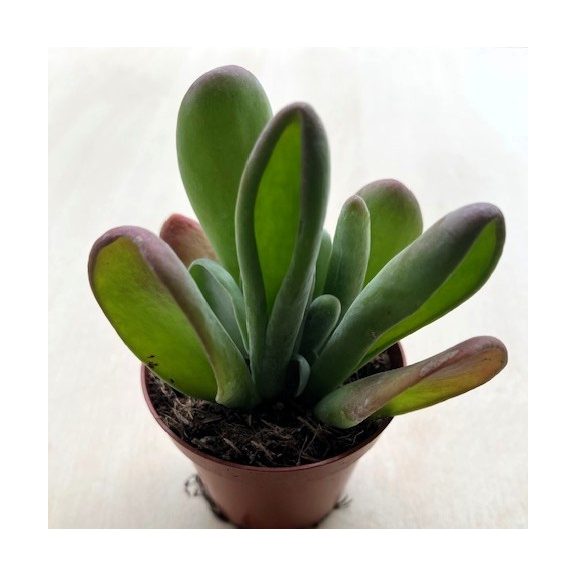 Kalanchoe luciae 'Oricula'