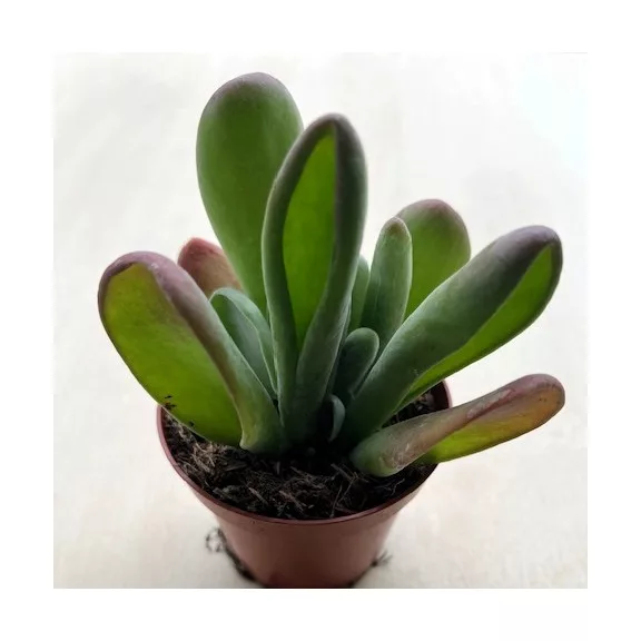 Kalanchoe luciae 'Oricula'