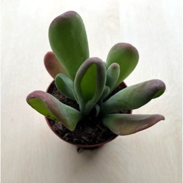Kalanchoe luciae 'Oricula'