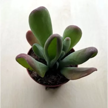 Kalanchoe luciae 'Oricula'