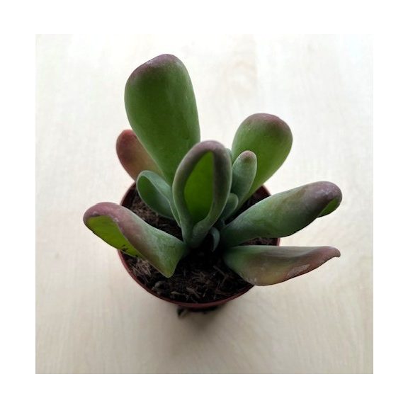 Kalanchoe luciae 'Oricula'