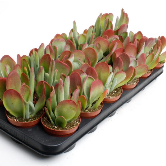 Kalanchoe luciae 'Oricula'