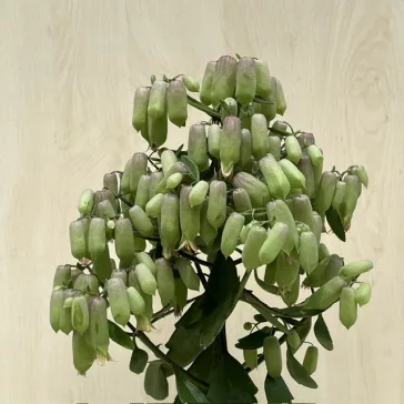 Korallvirág 'Magic Bells'