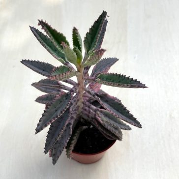 Kalanchoe 'Pink butterfly' M méret