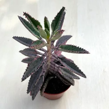Kalanchoe 'Pink butterfly' M méret