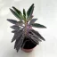 Kalanchoe 'Pink butterfly' M méret
