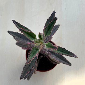 Kalanchoe 'Pink butterfly' M méret