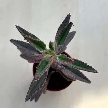 Kalanchoe 'Pink butterfly' M méret