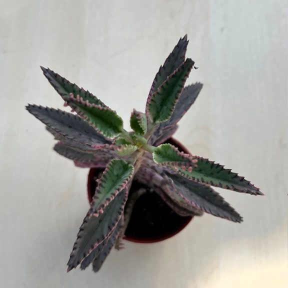 Kalanchoe 'Pink butterfly' M méret