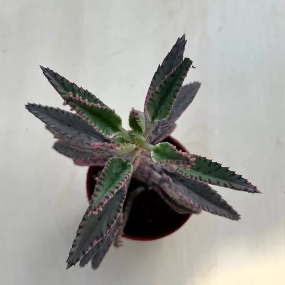 Kalanchoe 'Pink butterfly' M méret