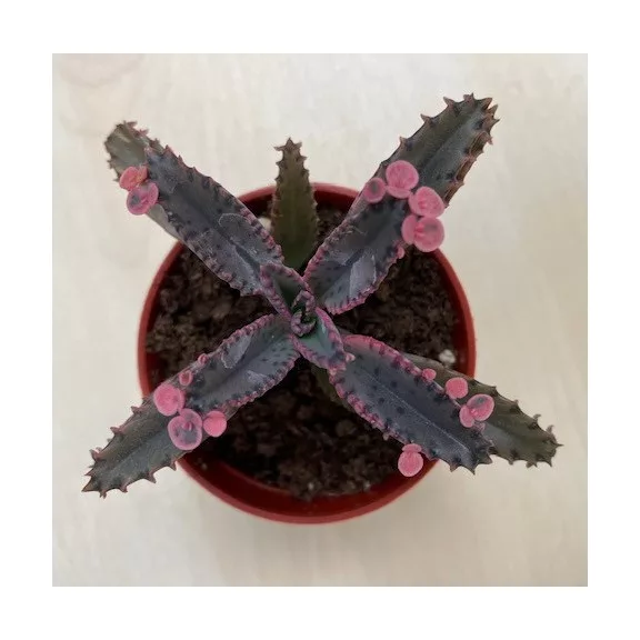 Kalanchoe 'Pink butterfly' Kalanchoe 'Pink butterfly'