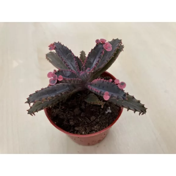 Kalanchoe 'Pink butterfly' Kalanchoe 'Pink butterfly'