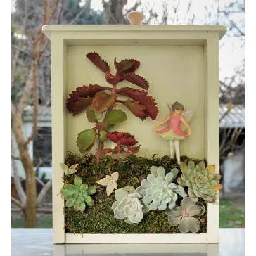 Kalanchoe sexangularis