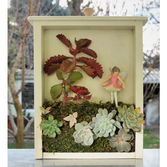 Kalanchoe sexangularis