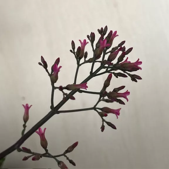 Kalanchoe ‘Surprising Canyon’