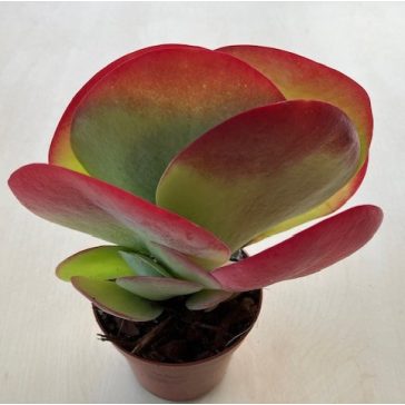 Kalanchoe thyrsiflora nagy