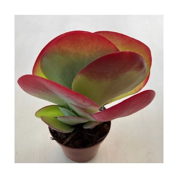 Kalanchoe thyrsiflora - Széleslevelű korallvirág Kalanchoe thyrsiflora - Széleslevelű korallvirág
