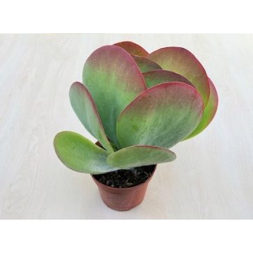 Kalanchoe thyrsiflora nagy