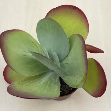 Kalanchoe thyrsiflora - Széleslevelű korallvirág