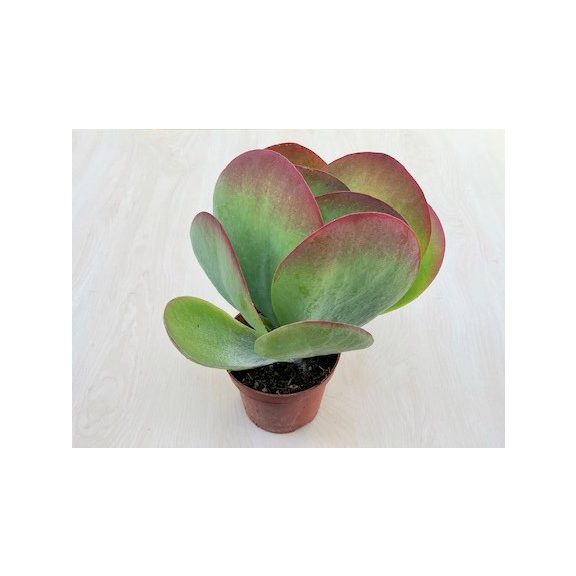 Kalanchoe thyrsiflora nagy