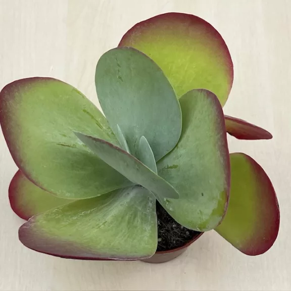 Kalanchoe thyrsiflora - Széleslevelű korallvirág Kalanchoe thyrsiflora - Széleslevelű korallvirág