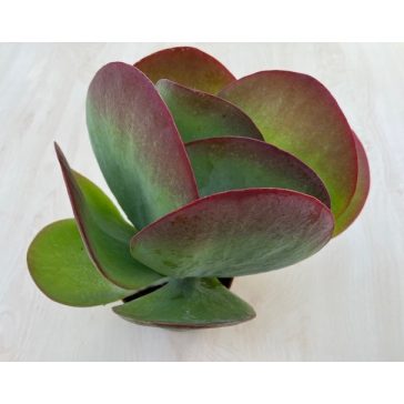 Kalanchoe thyrsiflora nagy