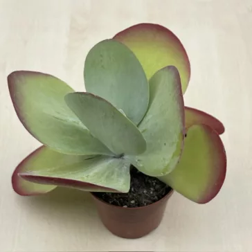 Kalanchoe thyrsiflora - Széleslevelű korallvirág