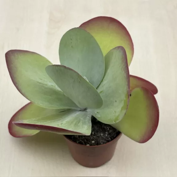 Kalanchoe thyrsiflora - Széleslevelű korallvirág Kalanchoe thyrsiflora - Széleslevelű korallvirág