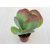 Kalanchoe thyrsiflora nagy