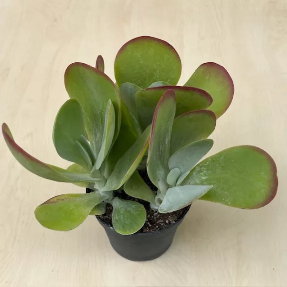 Kalanchoe thyrsiflora - Széleslevelű korallvirág Kalanchoe thyrsiflora - Széleslevelű korallvirág