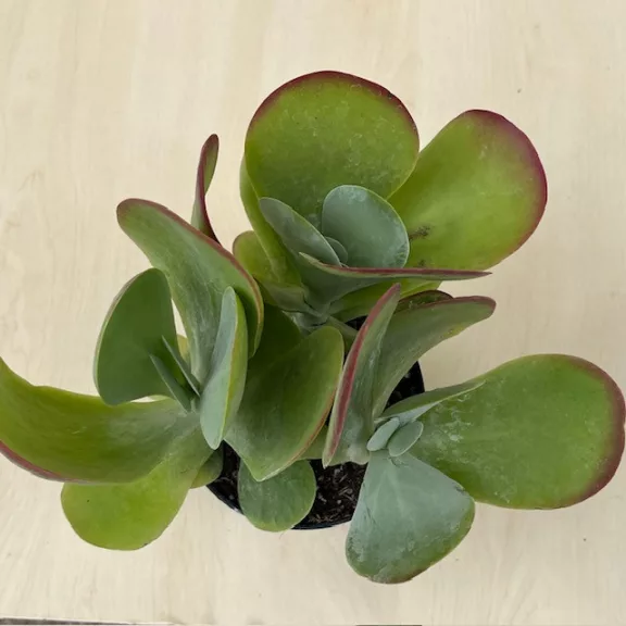 Kalanchoe thyrsiflora - Széleslevelű korallvirág Kalanchoe thyrsiflora - Széleslevelű korallvirág