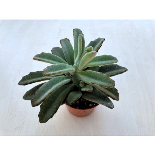 Cicafülű korallvirág - Kalanchoe tomentosa