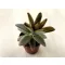 Kalanchoe tomentosa 'Golden Girl'