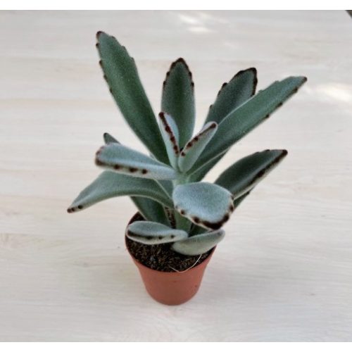 Kalanchoe tomentosa - Cicafülű korallvirág